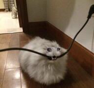 cat meme // 640x597 // 44.3KB