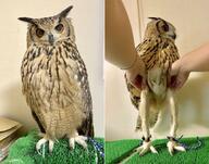 meme owl // 862x680 // 114.3KB