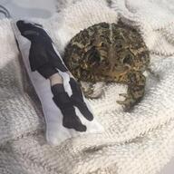 dakimakura frog meme // 628x628 // 55.0KB