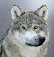 memes wolf // 749x780 // 113.8KB