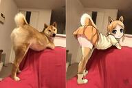 animal_ears dog meme shiba_inu tail // 1024x682 // 66.6KB