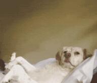 dog meme pol // 300x258 // 2.1MB