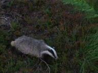 badger meme nope // 320x240 // 3.0MB