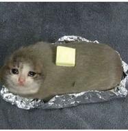 cat meme // 640x656 // 48.4KB