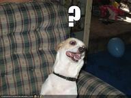 dog meme // 500x375 // 29.4KB