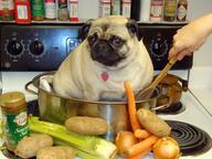 dog meme // 547x410 // 98.3KB