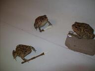 battletoads meme // 800x599 // 69.7KB