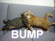 cat creator image joy meme // 599x449 // 47.8KB