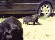 animated animated_gif cat dog meme // 270x200 // 1023.4KB