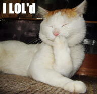 cat laughing meme reaction // 714x691 // 97.7KB