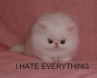 cat meme reaction // 489x395 // 16.1KB