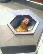 chicken kfc meme // 320x398 // 33.8KB