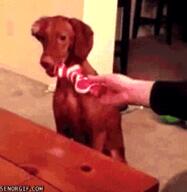 animated animated_gif dog gif meme // 300x308 // 1.9MB