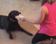 dog meme // 400x310 // 2.0MB