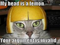 cat meme // 500x375 // 37.4KB