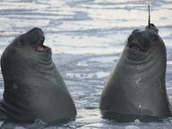 laughing meme reaction seal // 650x488 // 42.3KB