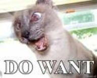 cat meme reaction // 124x100 // 3.6KB