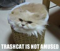 cat meme // 410x351 // 18.1KB