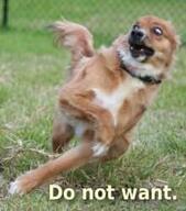 dog meme // 221x251 // 9.1KB