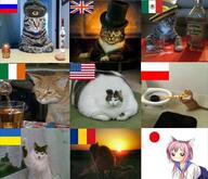 cat catgirl meme // 811x699 // 141.9KB