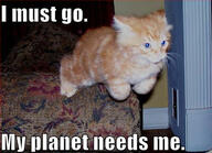 cat meme // 500x363 // 44.8KB