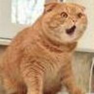 cat meme // 99x99 // 3.0KB