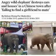 elephant memes // 1079x1069 // 166.5KB