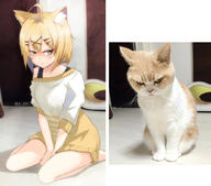 #5 1_female 1girl < ahoge anger_vein animal_ears anthropomorphism anthropomorphization artist_name barefoot blonde_hair blush cat cat_ears ears eki_doki ekidoki feet feline female golden_eyes hair_ornament hairpin high_resolution jewelry looking_at_viewer looking_to_the_side mammal moe nekomimi orange_cat original photo photograph photorealistic pixiv_24402405 pixiv_75133642 point_of_view real_person realistic safe shaded_face shirt short_hair sitting suspenders tank_top thighs wariza yellow_eyes young ショートヘア // 2200x1939 // 1.7MB
