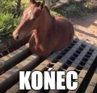 horse końec over reaction // 519x500 // 61.6KB